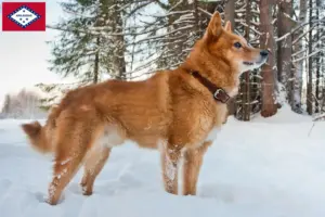 Read more about the article Finspitz breeders and puppies in Arkansas