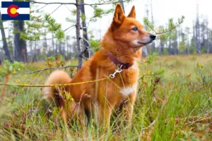 Read more about the article Finspitz breeders and puppies in Colorado