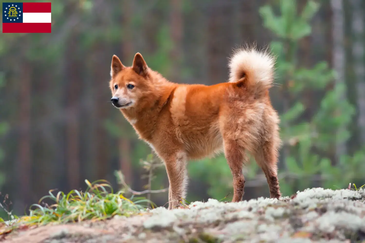 Finnspitz puppies and breeder Georgia Here you can find Finnenspitze breeders in Georgia.
