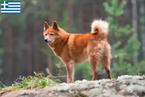 Read more about the article Finnspitz breeders and puppies in Greece