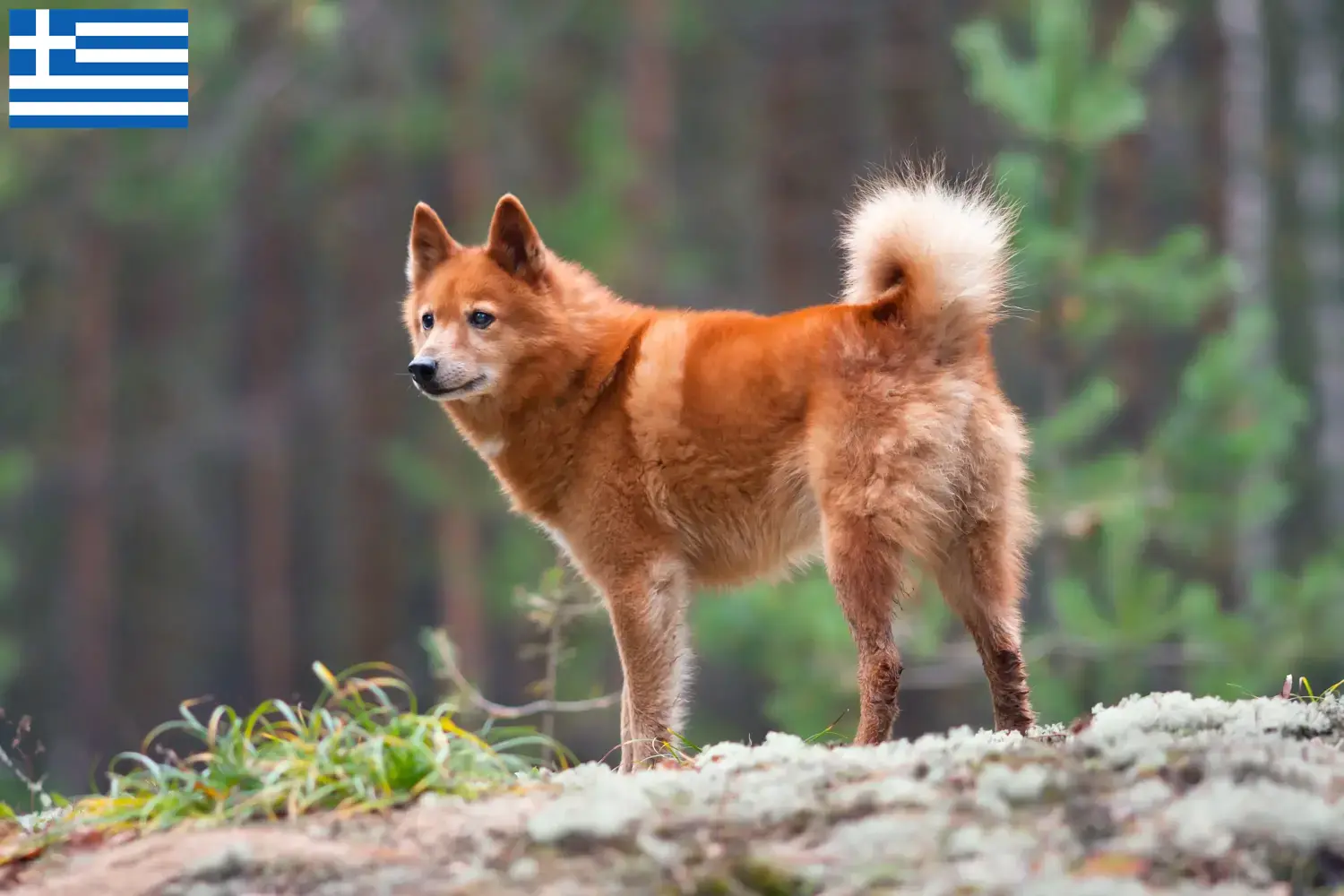Finnspitz puppies and breeders Greece Here you can find Finnenspitze breeders in Greece.