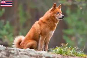 Read more about the article Finspitz breeders and puppies in Hawaii