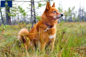 Read more about the article Finspitz breeders and puppies in Kansas