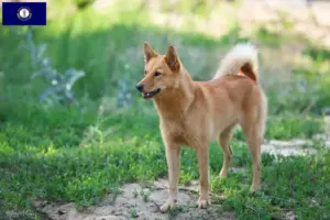 Read more about the article Finspitz breeders and puppies in Kentucky