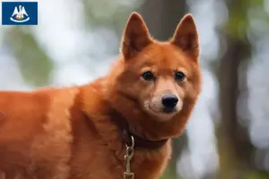 Read more about the article Finspitz breeders and puppies in Louisiana