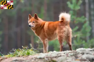 Read more about the article Finspitz breeders and puppies in Maryland