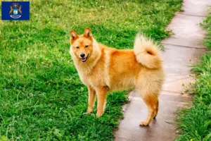 Read more about the article Finnish Spitz breeders and puppies in Michigan