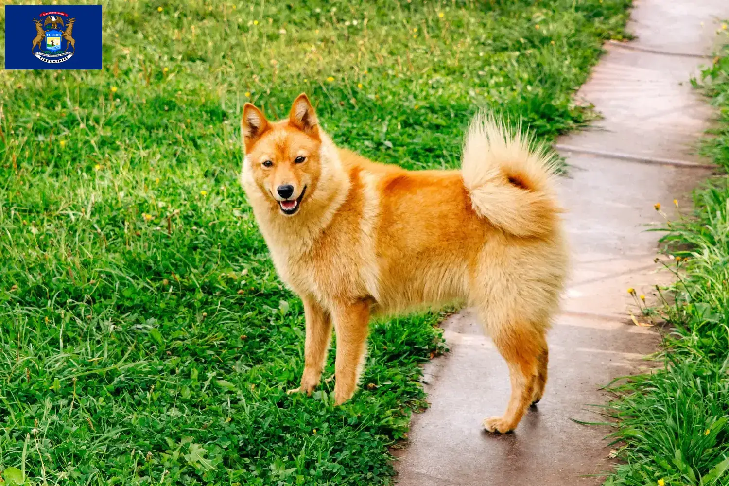 Finnspitz puppies and breeder Michigan Here you can find Finspitz breeders in Michigan.