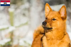 Read more about the article Finspitz breeders and puppies in Missouri