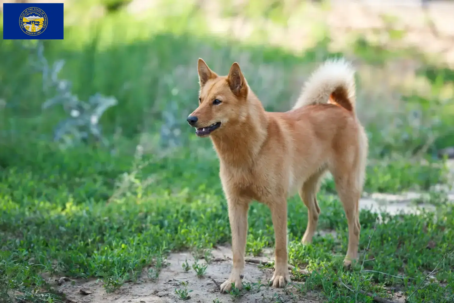 Finnspitz puppies and breeders Nebraska Here you can find Finspitz breeders in Nebraska.