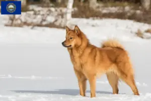 Read more about the article Finspitz breeders and puppies in New Hampshire