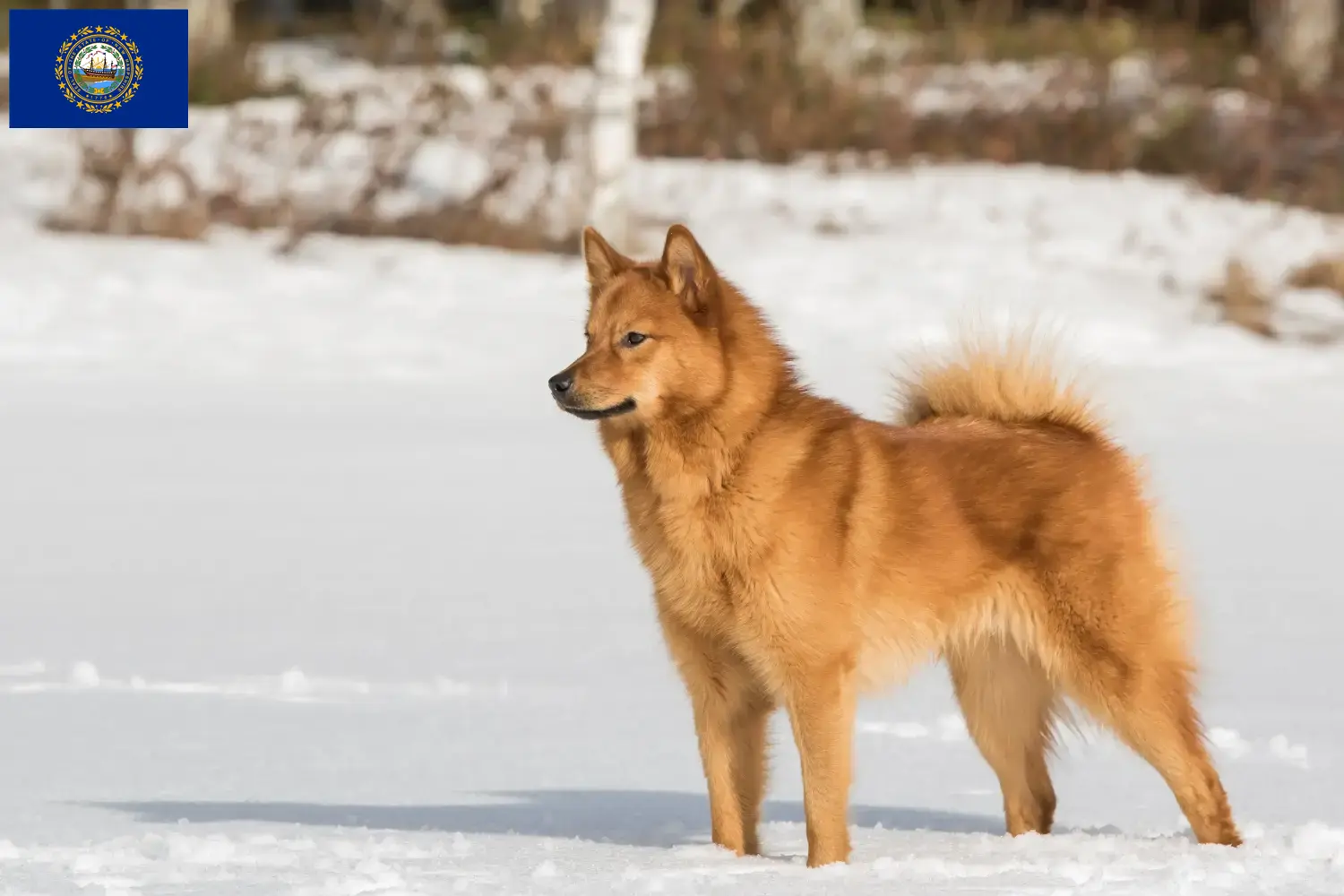 Finnspitz puppies and breeder New Hampshire Here you can find Finspitz breeders in New Hampshire.