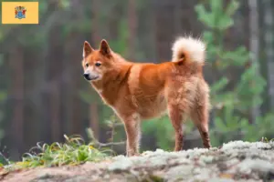 Read more about the article Finnspitz breeders and puppies in New Jersey