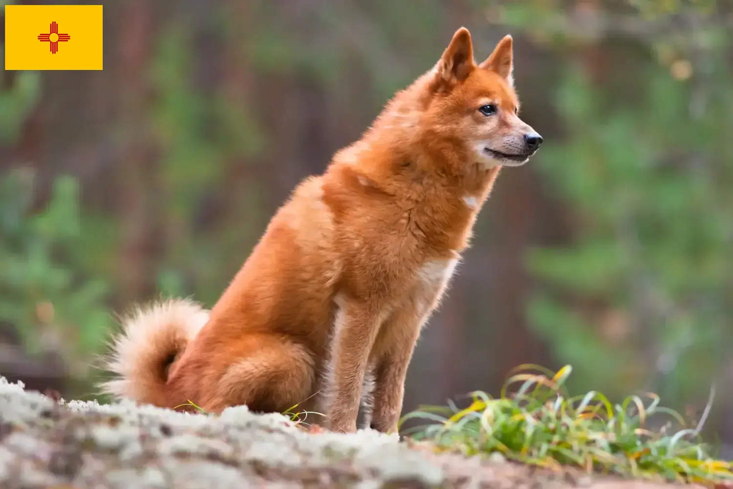 Finnspitz puppies and breeders New Mexico Here you can find fin tip breeders in New Mexico.