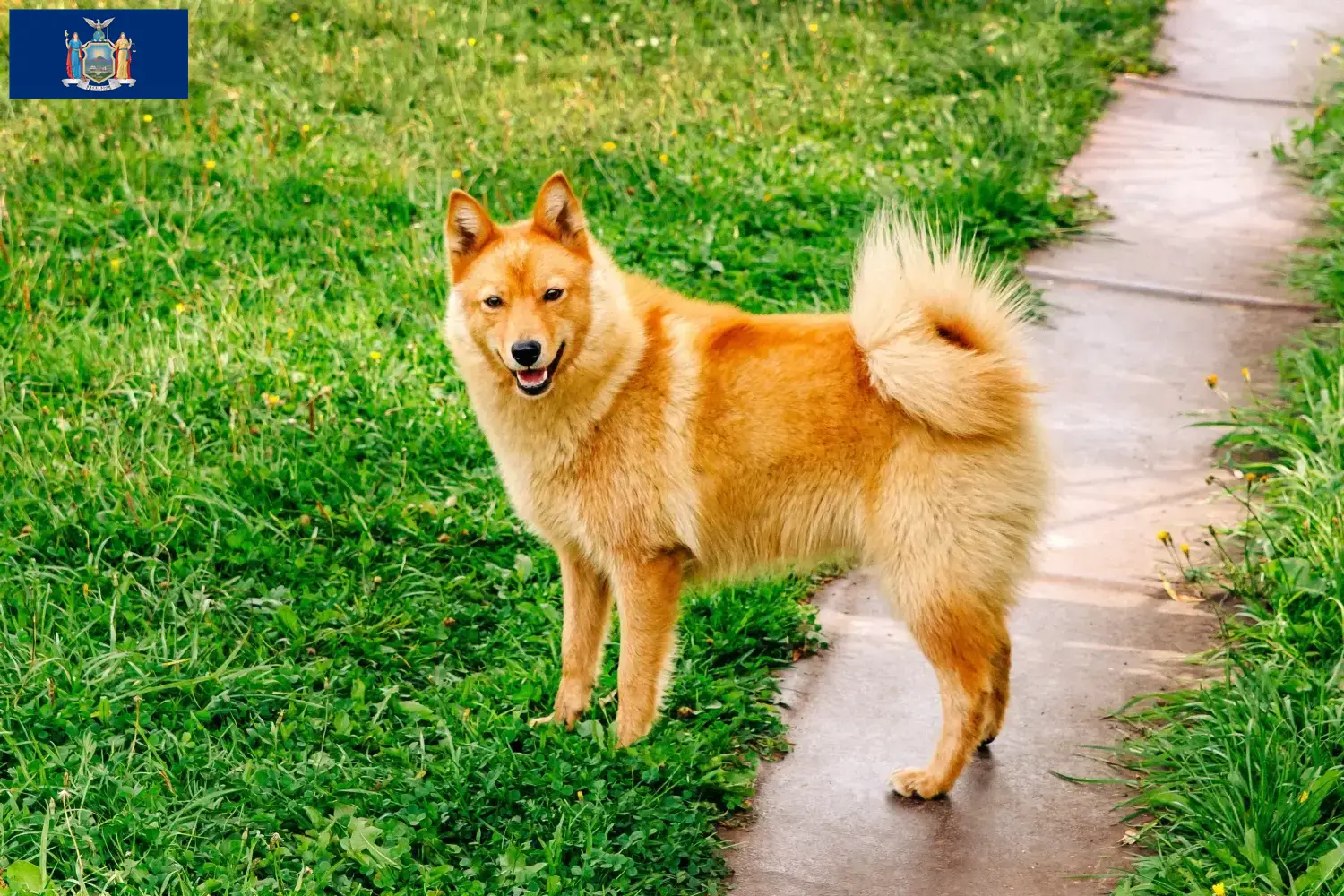 Finnspitz puppies and breeder New York Here you can find Finnish lace breeders in New York.