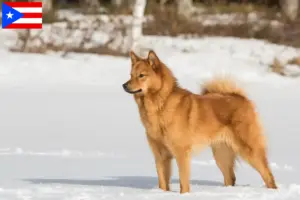 Read more about the article Finnspitz breeders and puppies in Puerto Rico