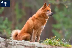 Read more about the article Finnspitz breeders and puppies in South Carolina