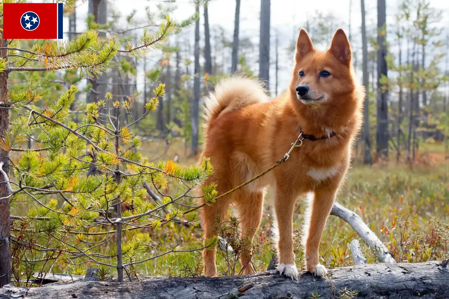 Finnspitz puppies and breeder Tennessee Here you can find Finspitz breeders in Tennessee.