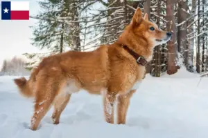Read more about the article Finspitz breeders and puppies in Texas