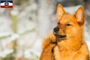 Read more about the article Finspitz breeders and puppies in Utah