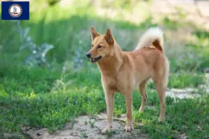 Read more about the article Finspitz breeders and puppies in Virginia