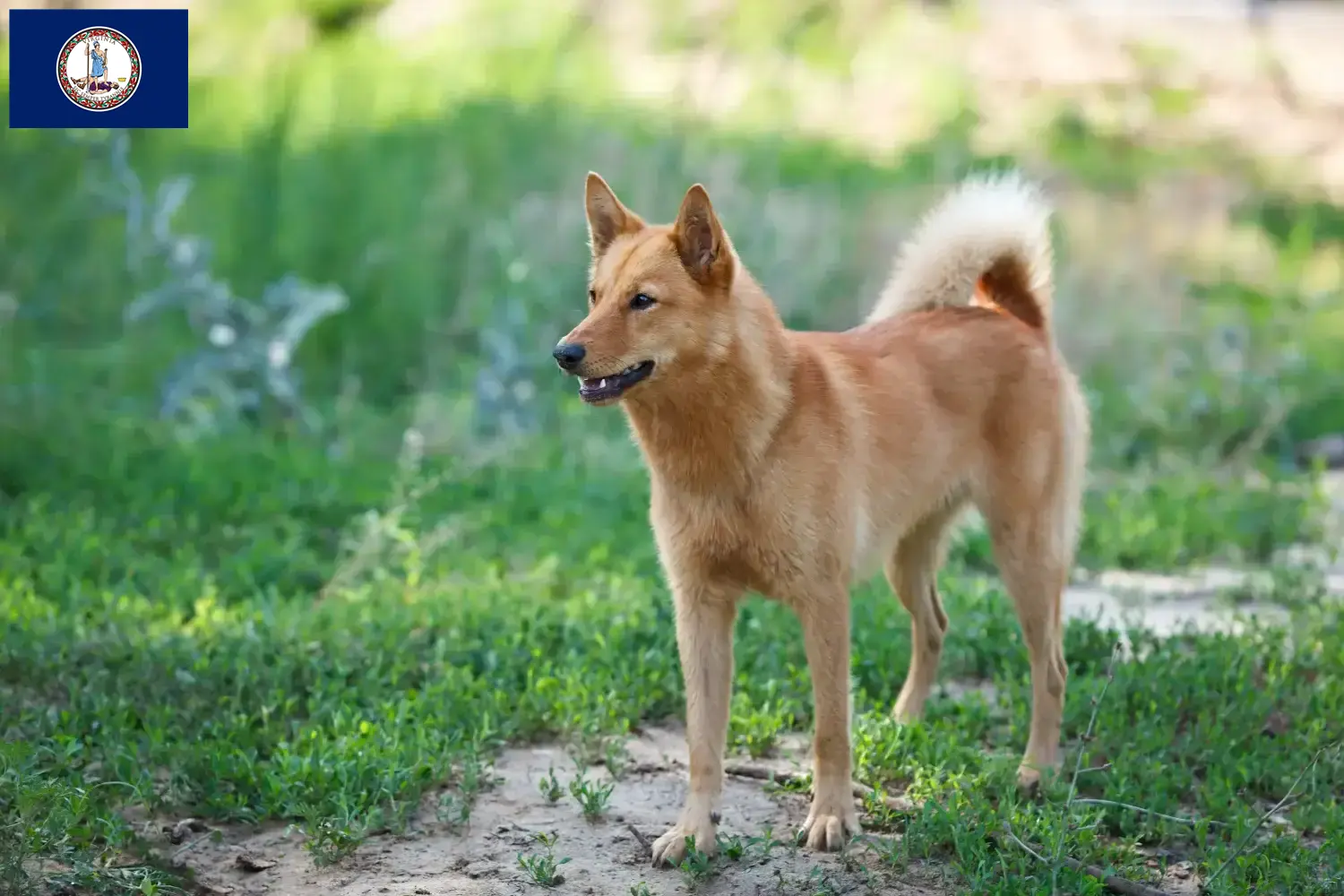 Finnspitz puppies and breeder Virginia Here you can find Finspitze breeders in Virginia.