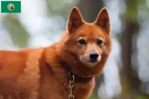 Read more about the article Finspitz breeders and puppies in Washington