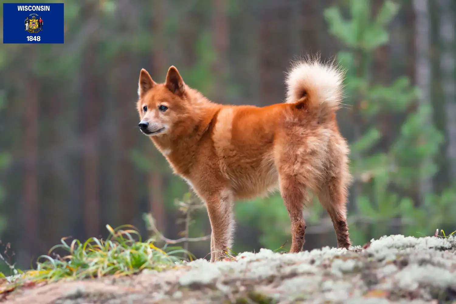 Finnspitz puppies and breeders Wisconsin Here you can find Finspitz breeders in Wisconsin.