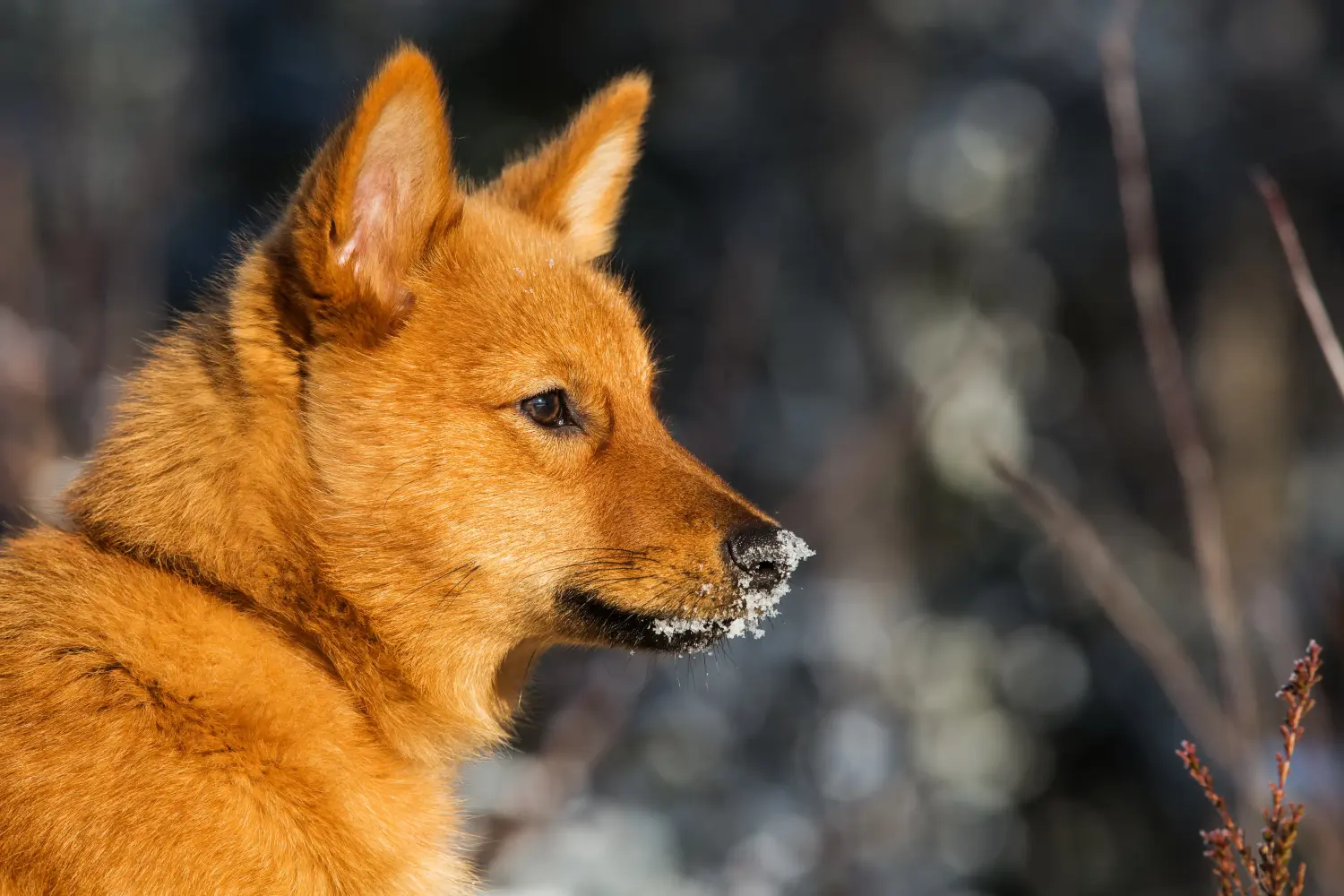 Buying a Finnspitz puppy means taking responsibility! Buy Finnspitz puppies.