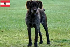 Read more about the article German Stichelhaar breeders and puppies in Austria