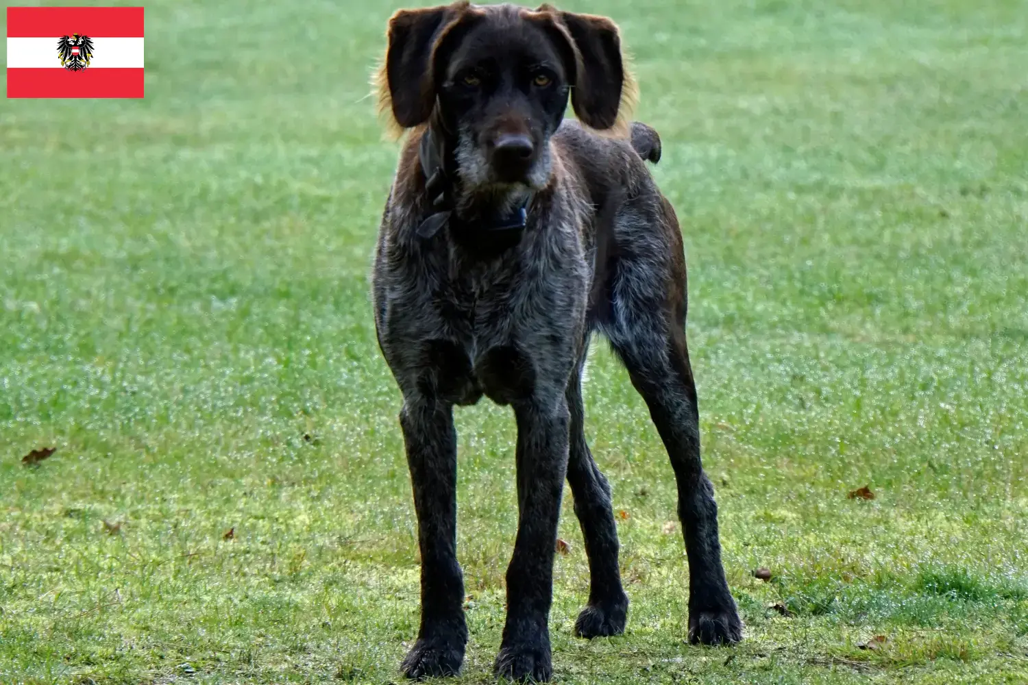 Read more about the article German Stichelhaar breeders and puppies in Austria