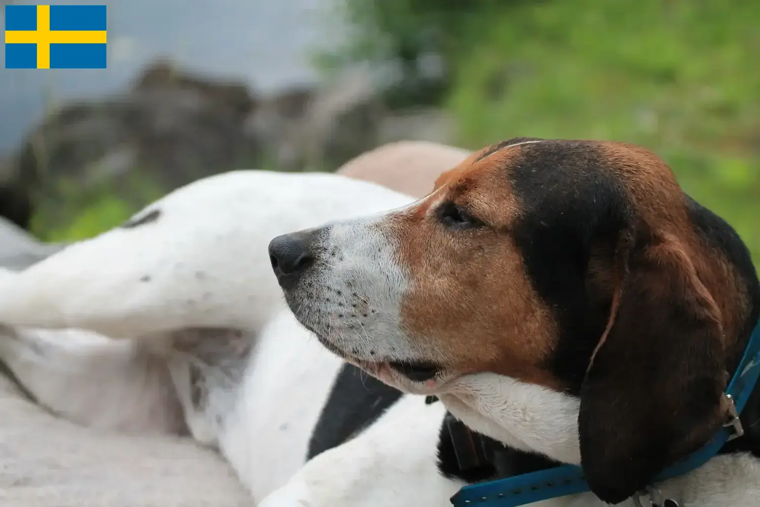 Read more about the article Haldenstøver breeders and puppies in Sweden