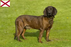 Read more about the article Hanoverian Welding Dog Breeder and Puppies in Alabama