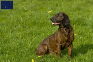 Read more about the article Hanoverian Welding Dog Breeder and Puppies in Alaska