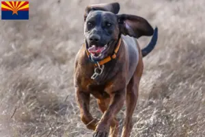 Read more about the article Hanoverian Welding Dog Breeder and Puppies in Arizona