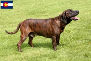 Read more about the article Hanoverian Welding Dog Breeder and Puppies in Colorado