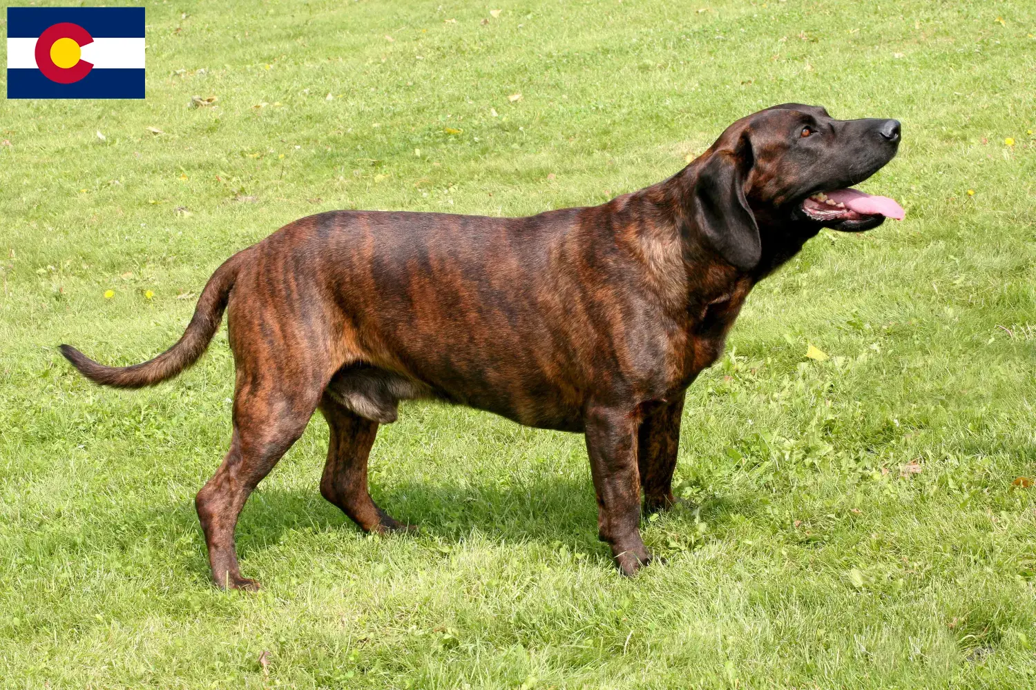 Hannoverscher Schweißhund puppies and breeder Colorado Find Hanoverian Welding Dog breeders in Colorado.