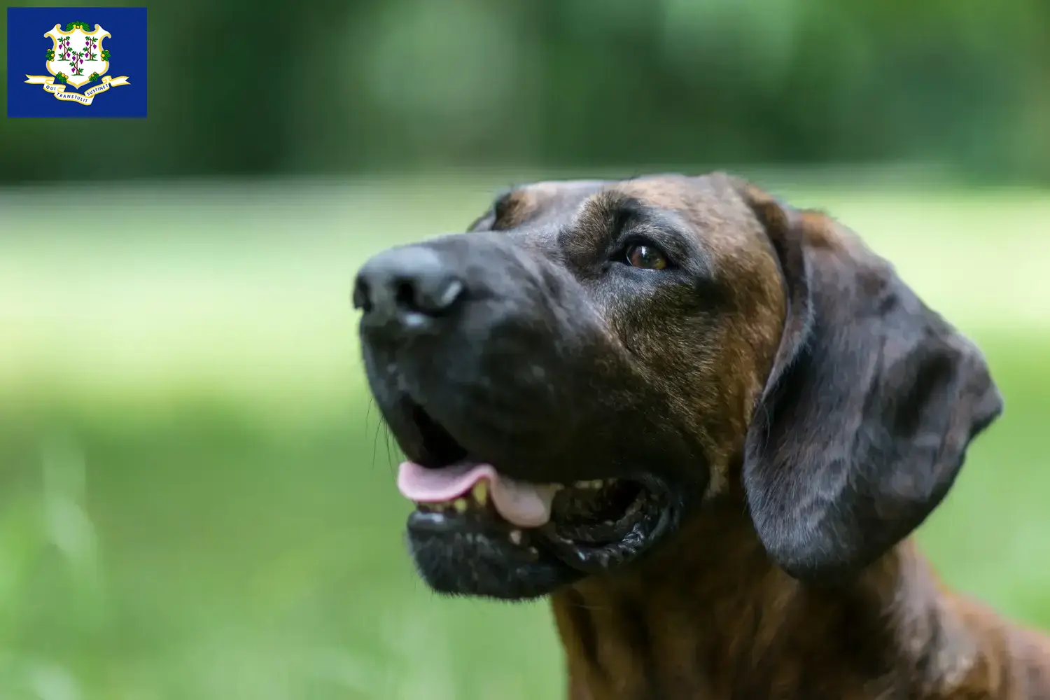 Read more about the article Hanoverian Welding Dog Breeder and Puppies in Connecticut