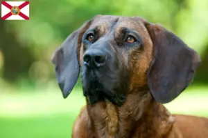 Read more about the article Hanoverian Welding Dog Breeder and Puppies in Florida