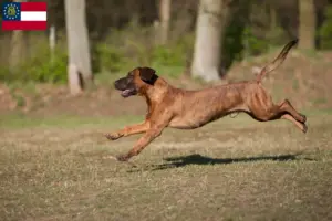 Read more about the article Hannoverscher Schweißhund breeders and puppies in Georgia