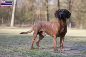 Read more about the article Hanoverian Welding Dog Breeder and Puppies in Hawaii