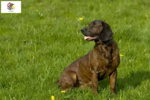 Read more about the article Hanoverian Welding Dog Breeder and Puppies in Illinois