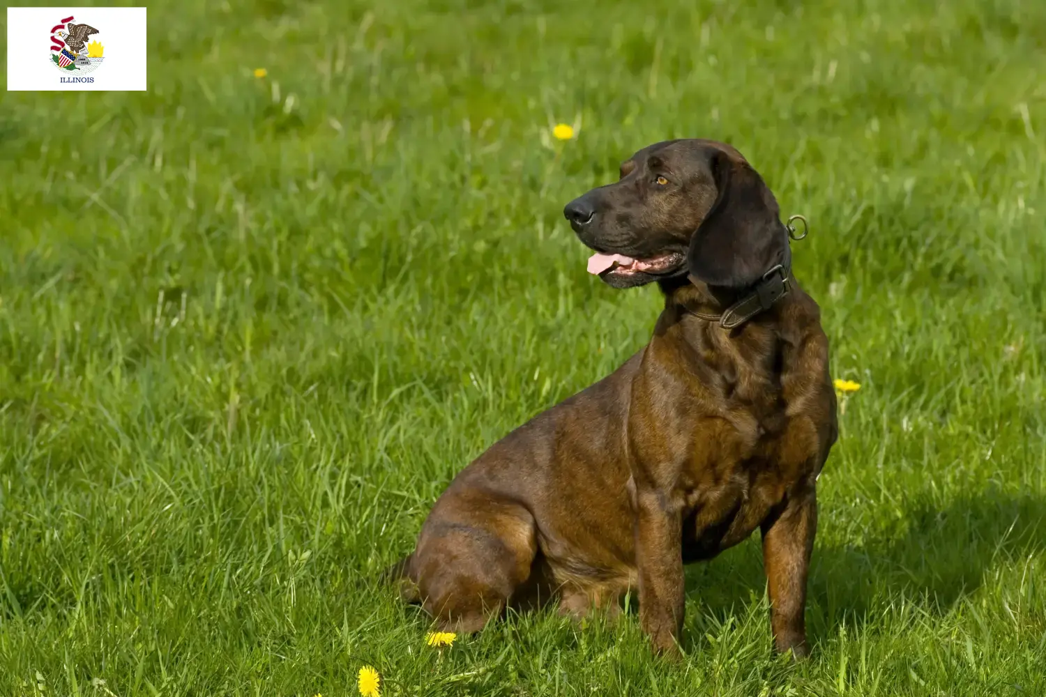 Hanoverian Welding Dog Puppies and Breeder Illinois Find Hanoverian Welding Dog breeders in Illinois.