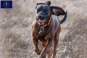Read more about the article Hanoverian Welding Dog Breeder and Puppies in Indiana