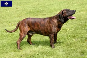 Read more about the article Hanoverian Welding Dog Breeder and Puppies in Kentucky