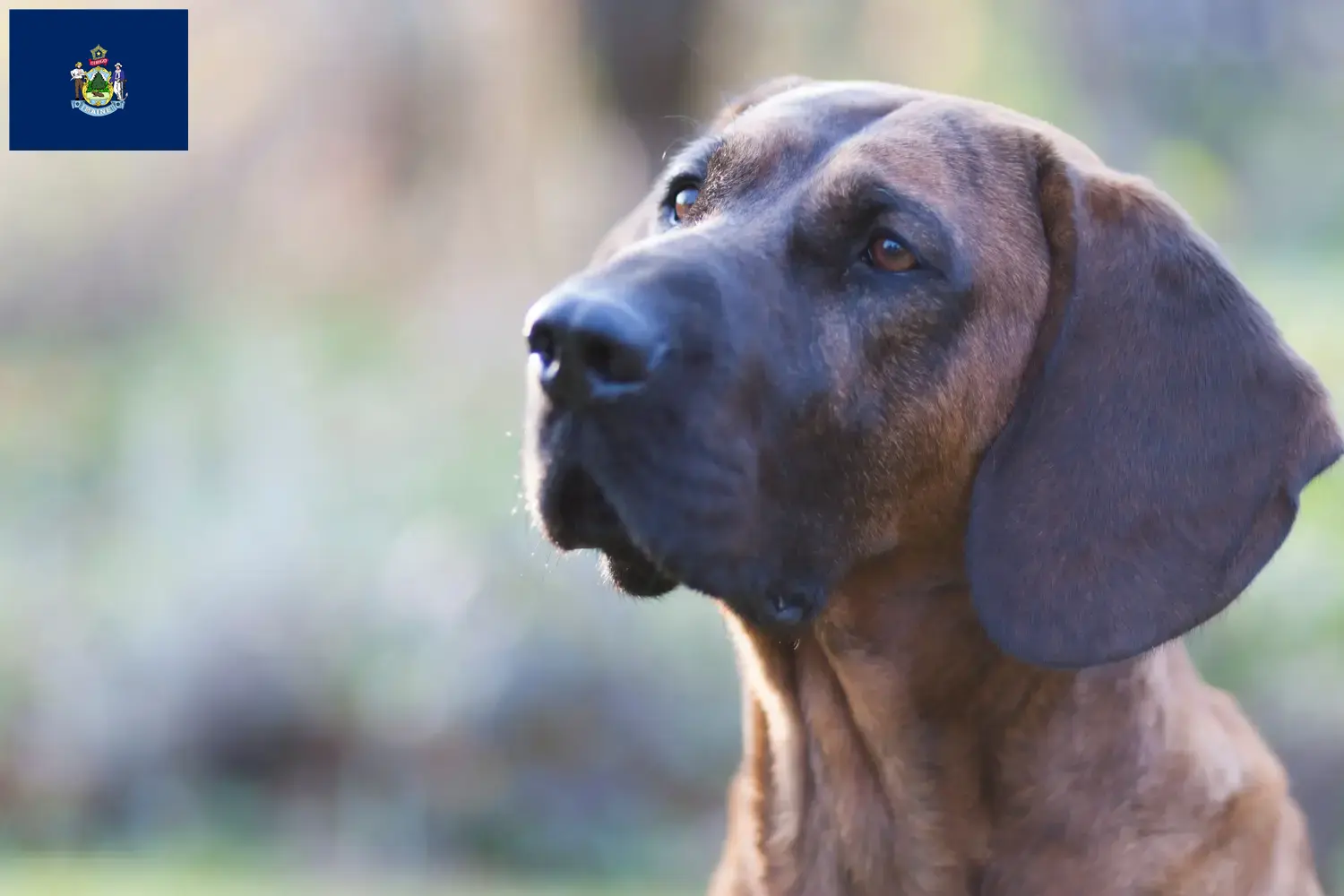 Hannoverscher Schweißhund puppies and breeders Maine Here you can find Hanoverian Welding Dog breeders in Maine.