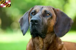 Read more about the article Hanoverian Welding Dog Breeder and Puppies in Maryland