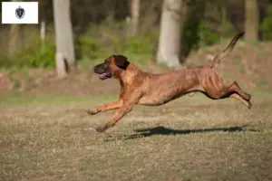 Read more about the article Hanoverian Welding Dog Breeder and Puppies in Massachusetts