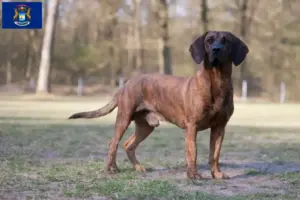Read more about the article Hanoverian Welding Dog Breeder and Puppies in Michigan