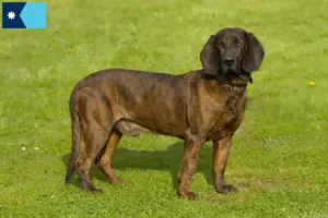 Read more about the article Hanoverian Welding Dog Breeder and Puppies in Minnesota